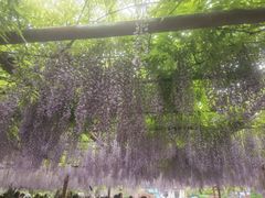 -嘉定紫藤园