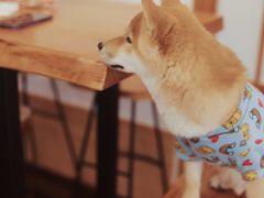 -豆柴町-柴犬主题狗咖(红鼎国际C座店)