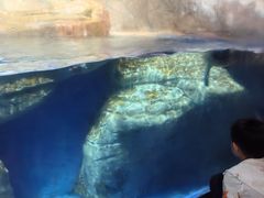 -海合安武汉极地海洋公园