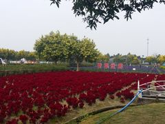-广东花都香草世界旅游度假区