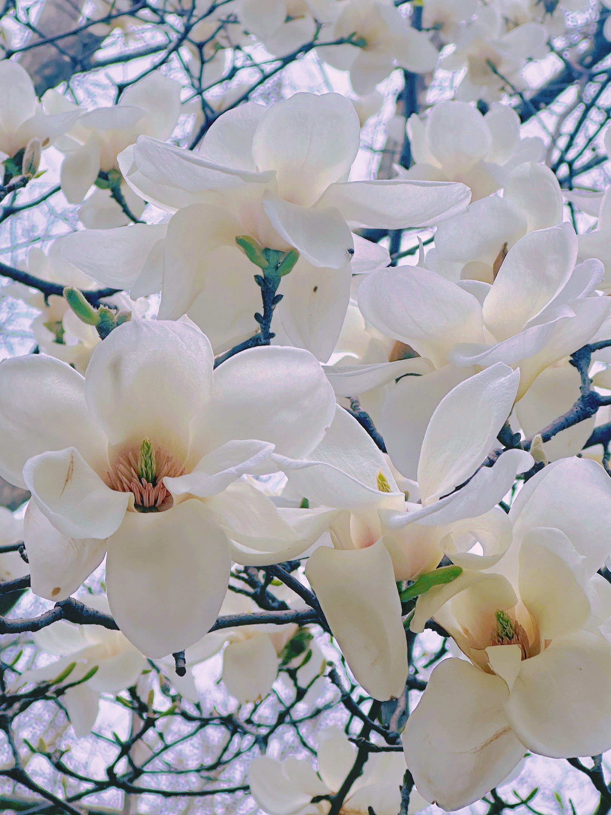 白玉兰花