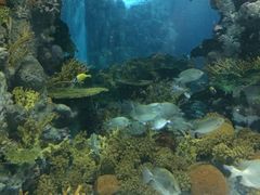 -上海海洋水族馆