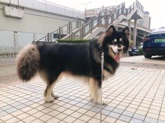 -PETKIT小佩宠物(古北店)