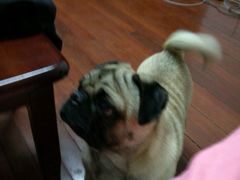 -骐奇宠物诊疗中心(南亭公路店)