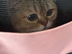 -伟伟宠物医院·瑞派猫友好医院·猫科(光谷店)