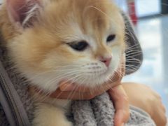 -宠福鑫动物医院(望京分院)