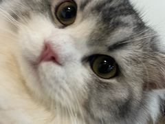 -小猫来了·猫舍(红山六九七九店)
