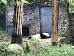-都江堰中华大熊猫苑