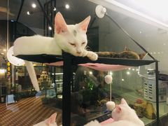 -有猫主题·治愈系猫咖(曾厝垵店)