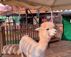 -萌宠亲子动物乐园(槐房万达店)