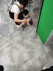 -神奇动物撸宠馆·羊驼·小浣熊·异宠(豫园店)