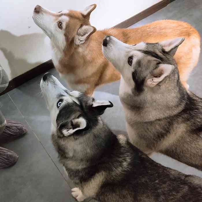 哈士奇主题餐厅-"哈士奇餐厅98 种草了好久好久啦终于.