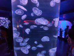 -芜湖新华联大白鲸海洋公园