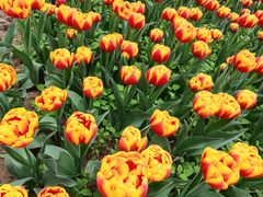 -洛阳郁金香牡丹园