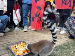 -灵玲国际马戏城