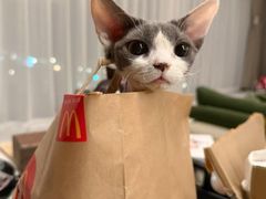 -帕帕拉兹宠物(亚洲旗舰店)