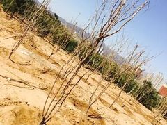 -永定河休闲森林公园