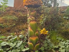 -丽江植物园