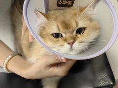 -瑞派宠物医院·犬猫全科·猫友好(宾水西道店)