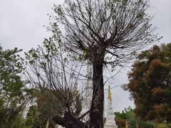 -厦门园林博览苑