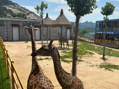 -西霞口神雕山野生动物世界