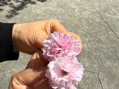 -高东镇樱花园
