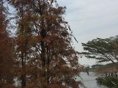 -海珠湖公园