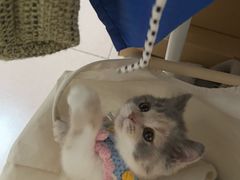 -凯特喵百思猫专科医院