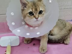 -北京观赏动物医院·24小时大型综合·猫专科·异宠专科