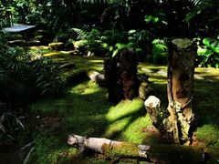 -深圳仙湖植物园