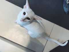 -飞行喵MR PILOT|猫舍·猫咖(静安大融城店)