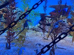 -上海海洋水族馆