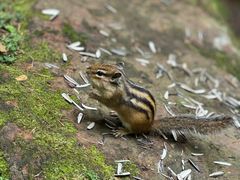 -五营红松林海景区