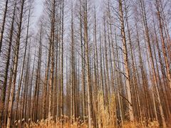 -黄海国家森林公园