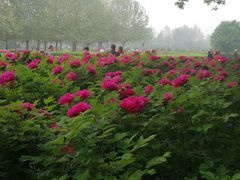 -洛阳市隋唐城遗址植物园