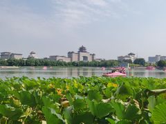 -莲花池公园