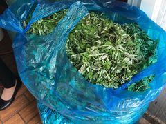 艾草-固海糕团店