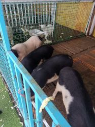 -小蜜蜂农场(凯德七宝购物广场店)