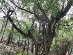 -胡里山炮台