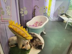 -70cat德文卷毛猫·缅因猫纯种猫舍