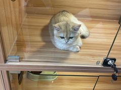 -猫十亿·布偶金渐层·曼基康矮脚猫舍(青年路店)