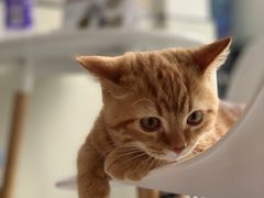 -爱诺耐芙动物医院(万博店)