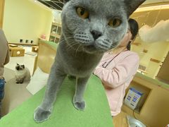 -猫和宫(六道口店)