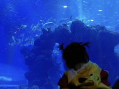 -成都浩海立方海洋公园