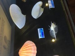 -贝壳梦幻世界
