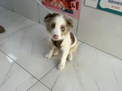 -乖乖宠物医院·猫科·急重症中心(车站北路分院)