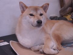 -About Bistro關於·泰式家庭料理