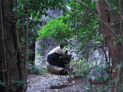 -都江堰中华大熊猫苑