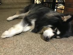 -more than meow吴止猫主题餐厅(承德 中船汇店)