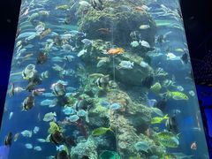 -芜湖新华联大白鲸海洋公园